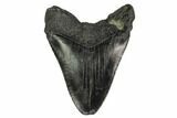 Bargain, Partial Megalodon Tooth - South Carolina #145275-2